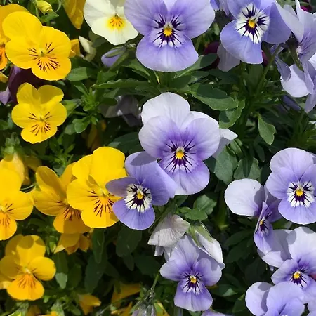 Bed & Breakfast La Casa Del Sole