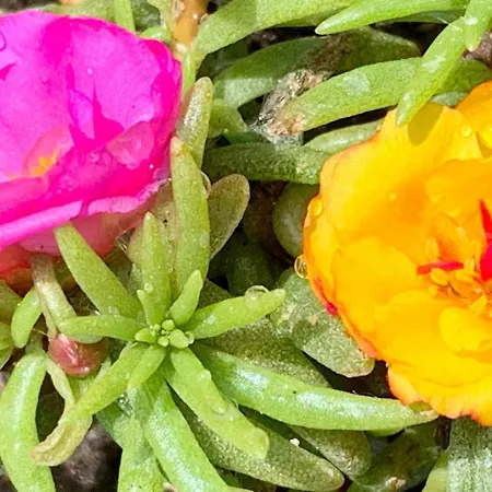 La Casa Del Sole Bed & Breakfast