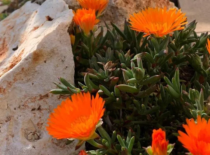 לינה וארוחת בוקר La Casa Del Sole סלה בגאנצה