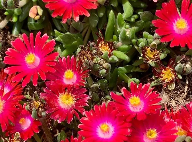 La Casa Del Sole לינה וארוחת בוקר 3*