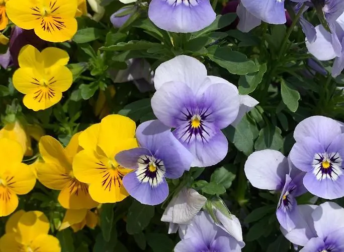 לינה וארוחת בוקר La Casa Del Sole