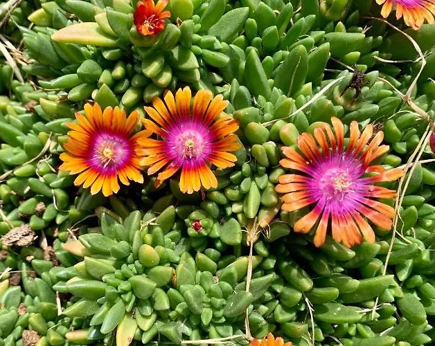 לינה וארוחת בוקר La Casa Del Sole סלה בגאנצה